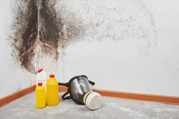 Trusted Apopka, FL Mold Remediation Experts