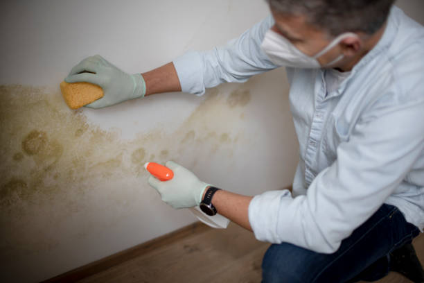 Best Commercial Mold Remediation in Apopka, FL