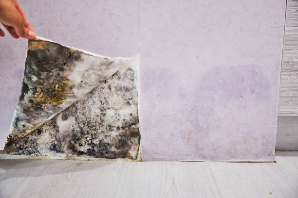 Best Residential Mold Remediation in Apopka, FL